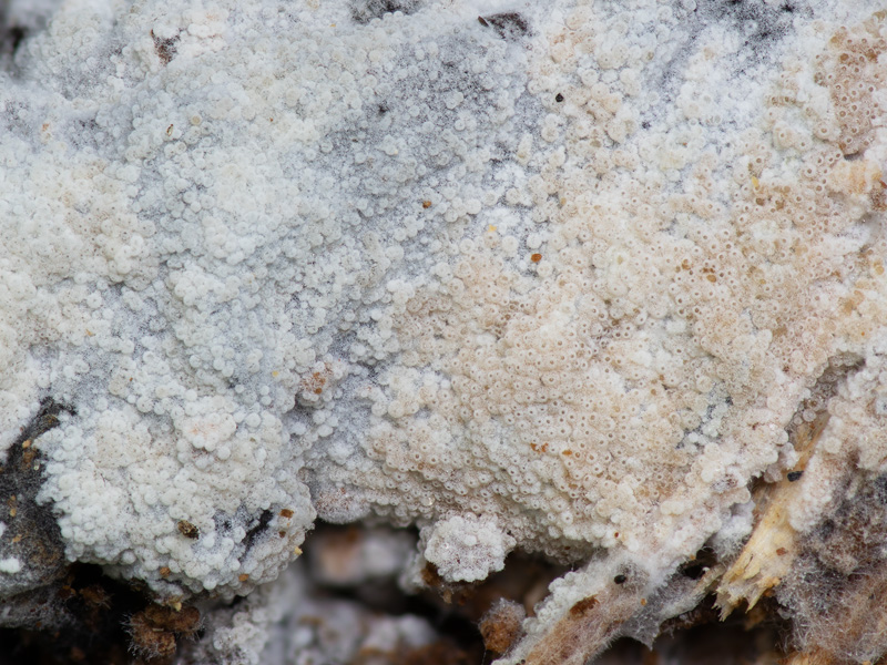 Hypomyces broomeanus